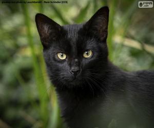 пазл Лицо черной кошки